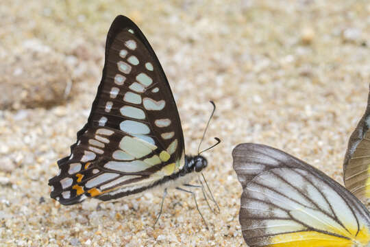 Plancia ëd Graphium chironides (Honrath 1884)