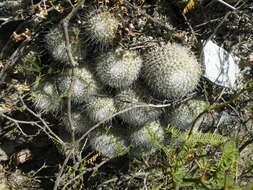 Image of Mammillaria geminispina Haw.