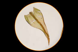 Image de <i>Lescuraea incurvata</i>