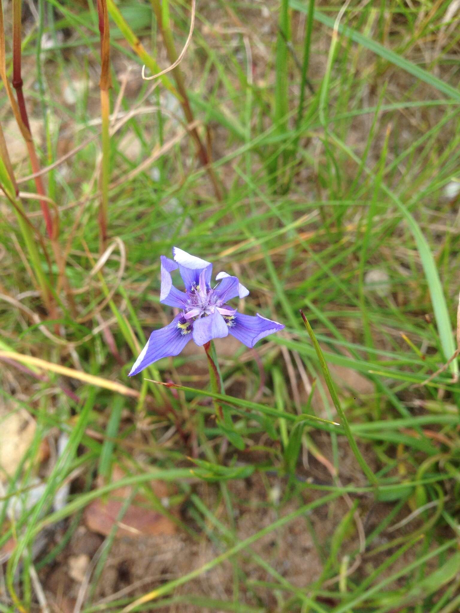 Image of Moraea lugubris (Salisb.) Goldblatt