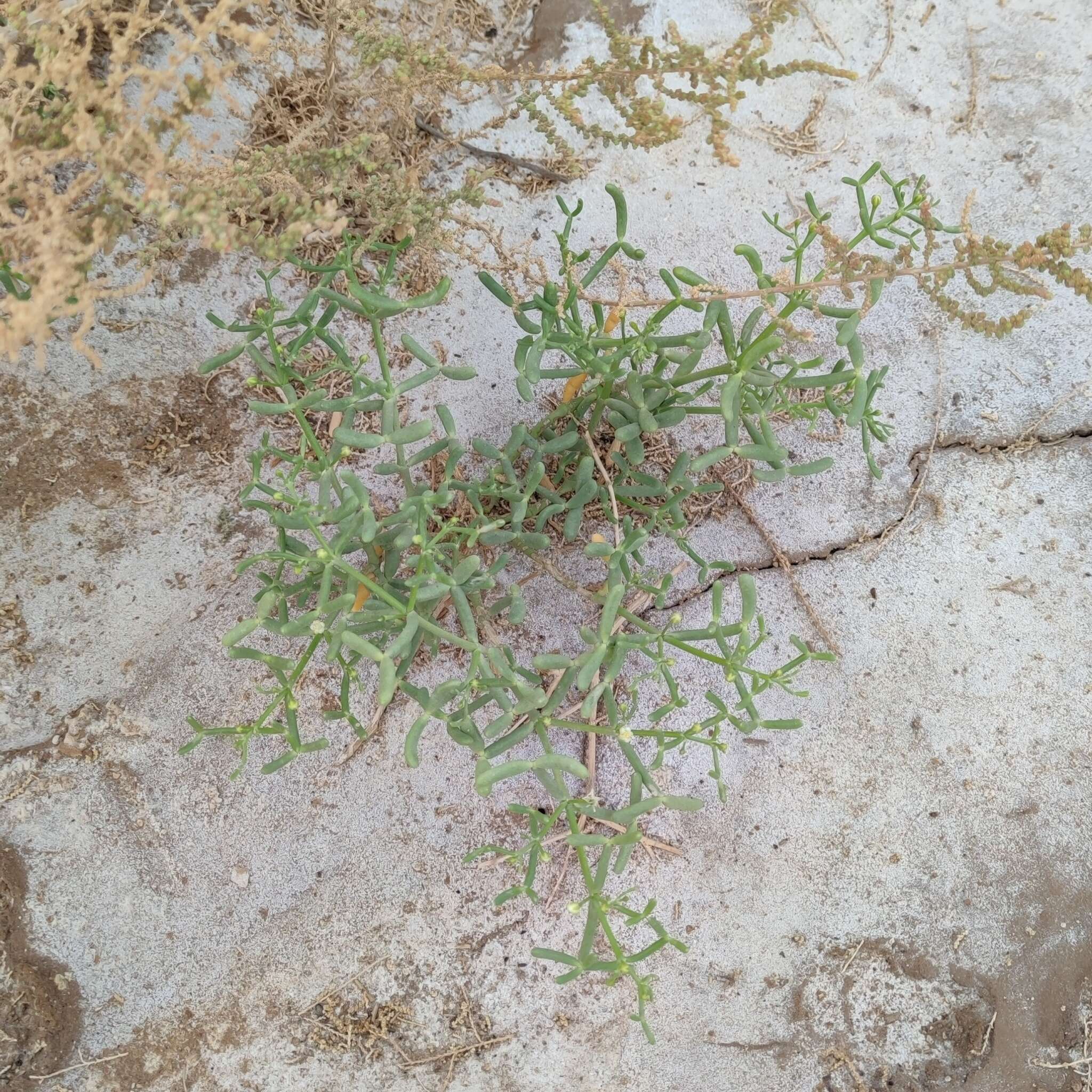 Image of Tetraena coccinea (L.) Beier & Thulin