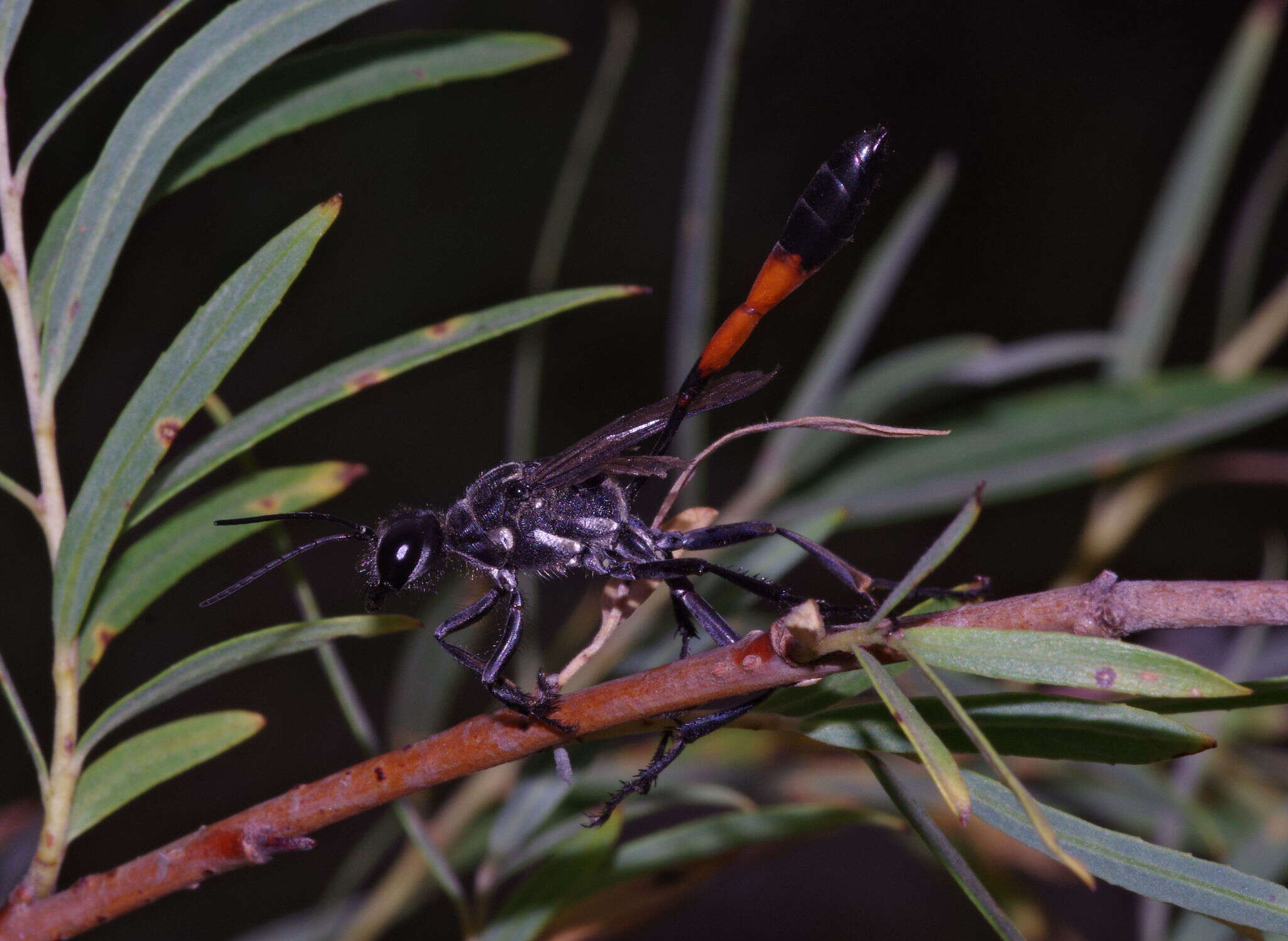 Image of Ammophila procera Dahlbom 1843