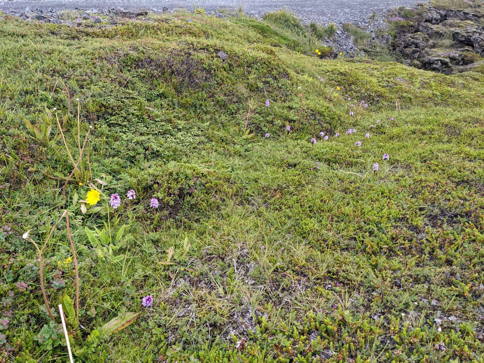 Image of Dactylorhiza maculata subsp. islandica (Á. Löve & D. Löve) Soó