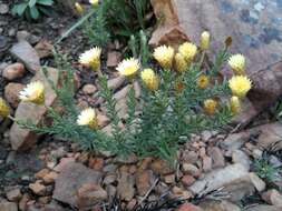 Слика од Helichrysum herbaceum (Andr.) Sw.