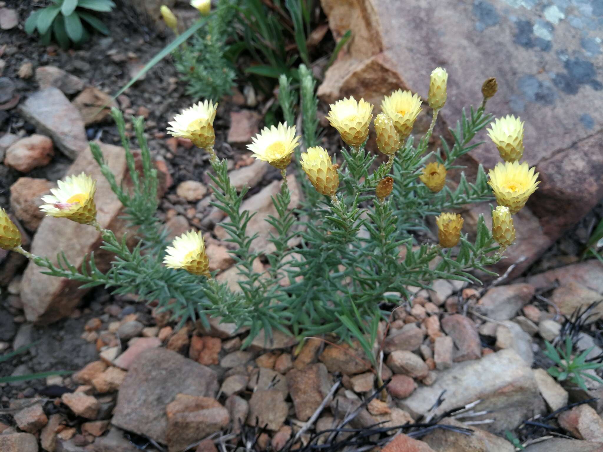 Image of Monkey-tail everlasting