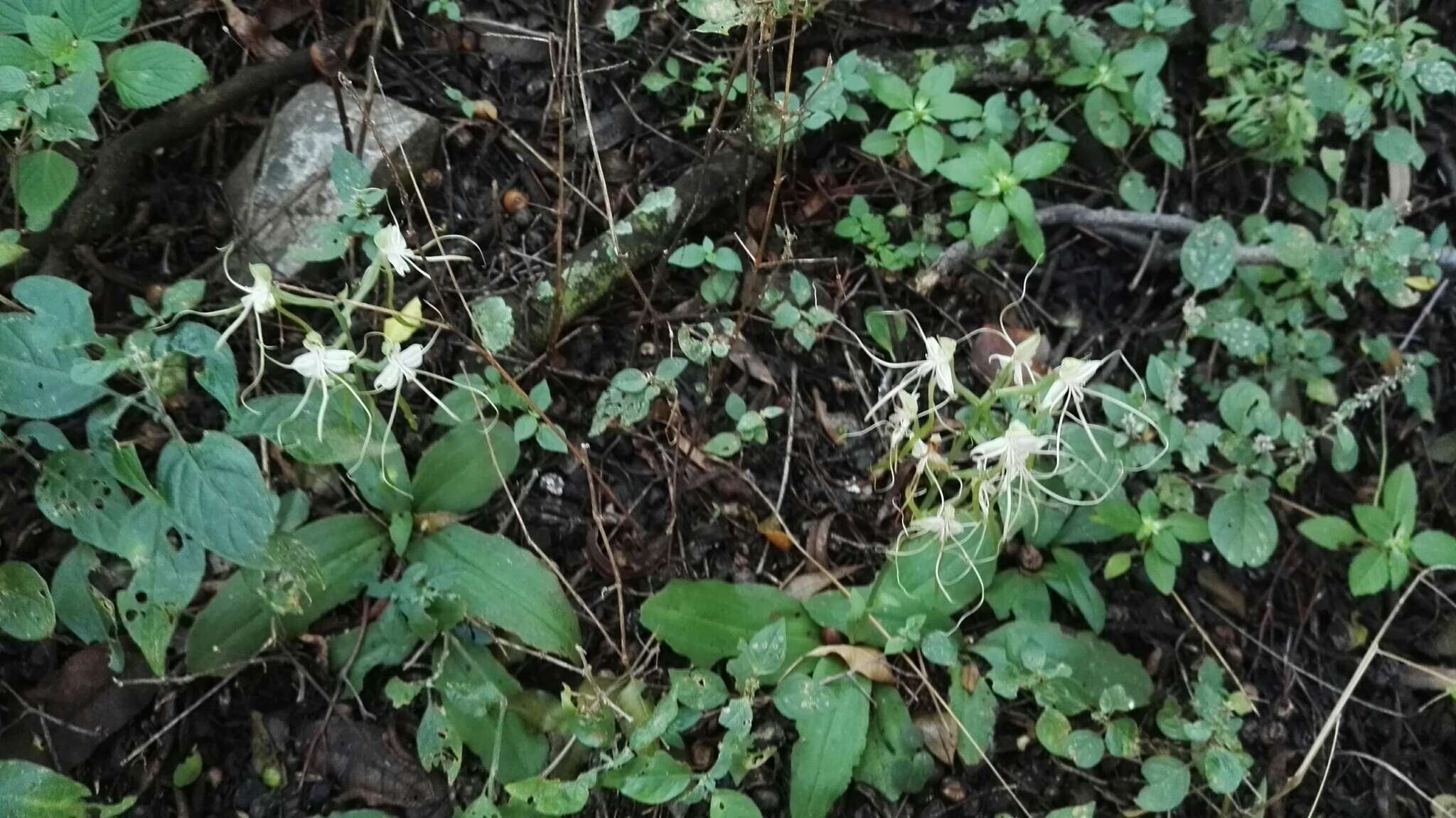 Bonatea polypodantha (Rchb. fil.) L. Bolus resmi