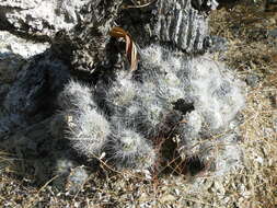 Image of Mammillaria geminispina Haw.