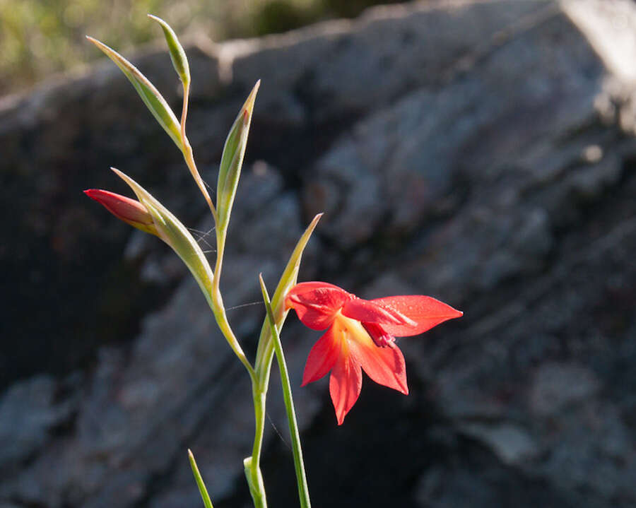 Imagem de Gladiolus priorii (N. E. Br.) Goldblatt & M. P. de Vos