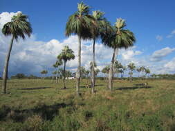 Image de Colpothrinax wrightii Schaedtler