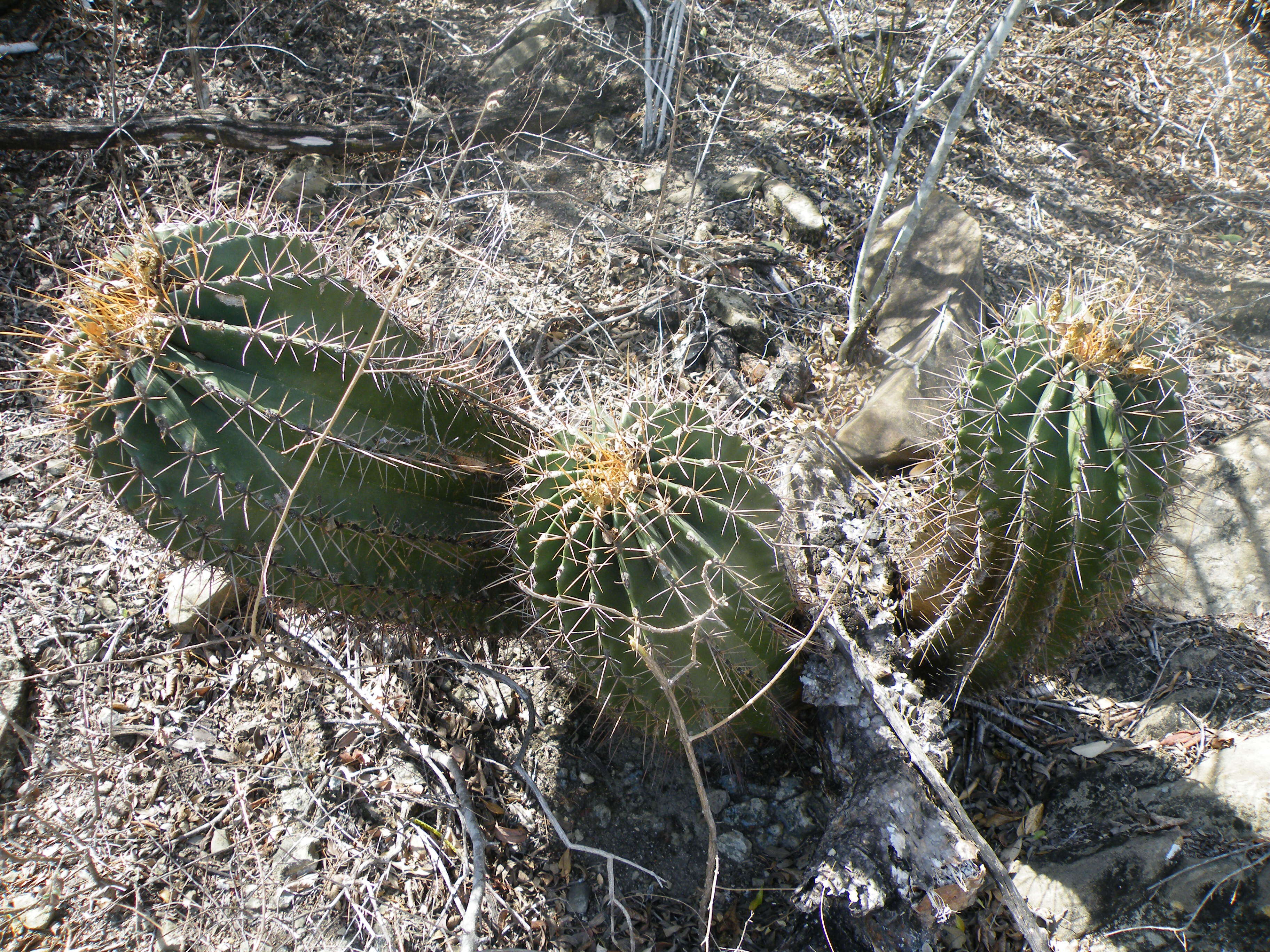 Image of Emory's barrel cactus