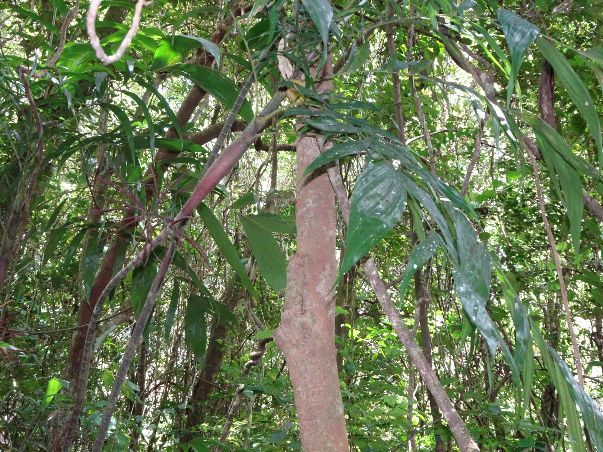 Image of Basselinia eriostachys (Brongn.) Becc.