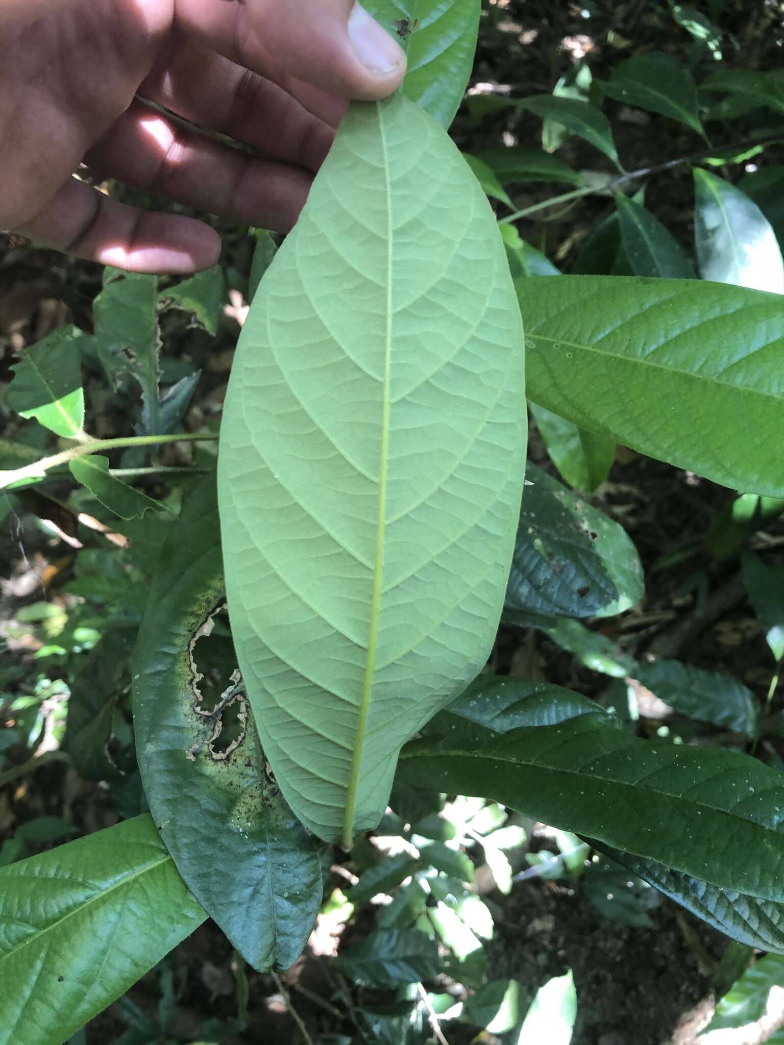 Imagem de Cryptocarya murrayi F. Müll.