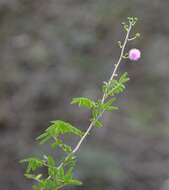 Mimosa asperata L. resmi