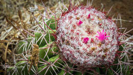 Image of Melocactus curvispinus subsp. curvispinus