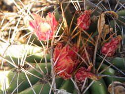 Image of Emory's barrel cactus