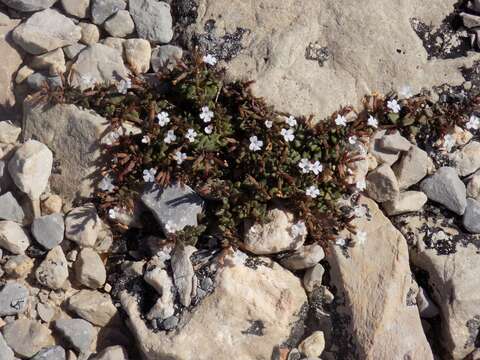 Micromeria filiformis (Aiton) Benth.的圖片