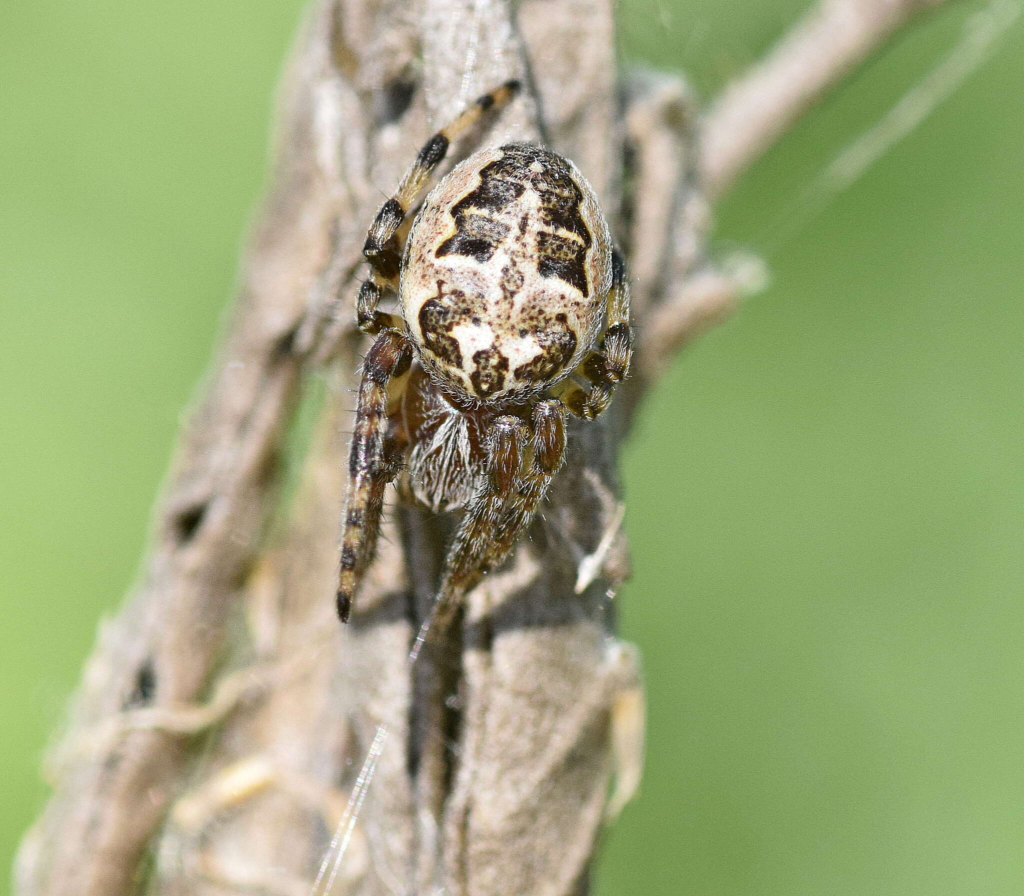 Image of Larinioides suspicax (O. Pickard-Cambridge 1876)