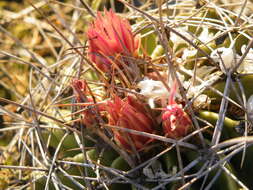 Image of Emory's barrel cactus