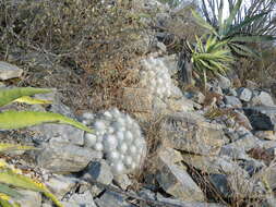 Image of Mammillaria geminispina Haw.