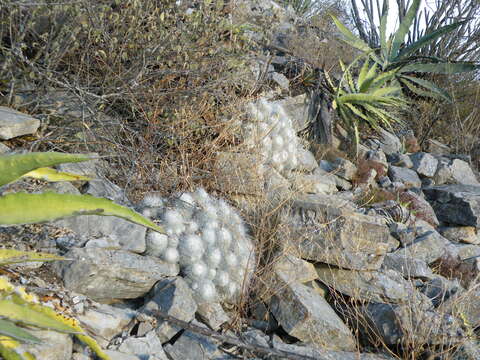 Image of Mammillaria geminispina Haw.