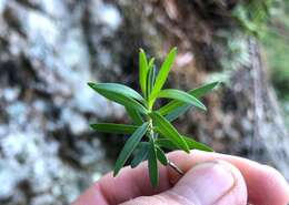 صورة Callistemon comboynensis Cheel