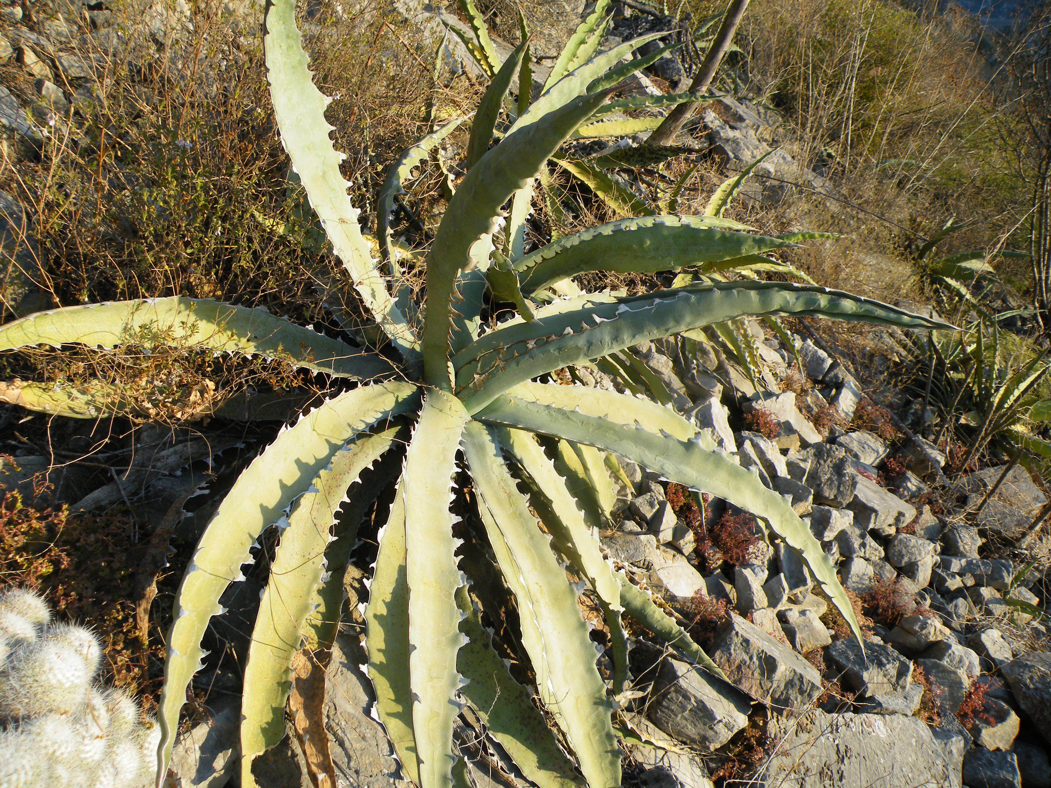 Слика од Agave xylonacantha Salm-Dyck