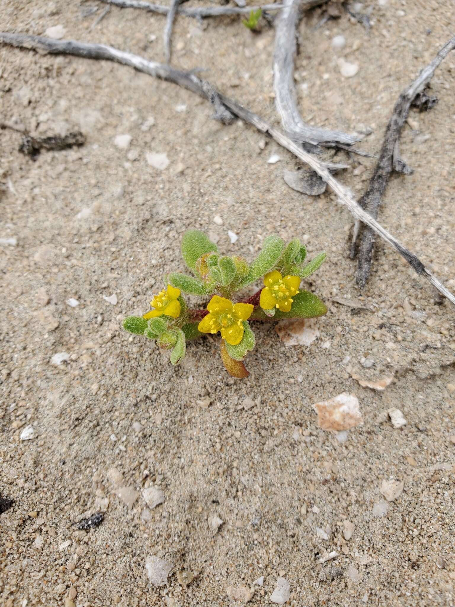 Image of Tetragonia pedunculata Phil.