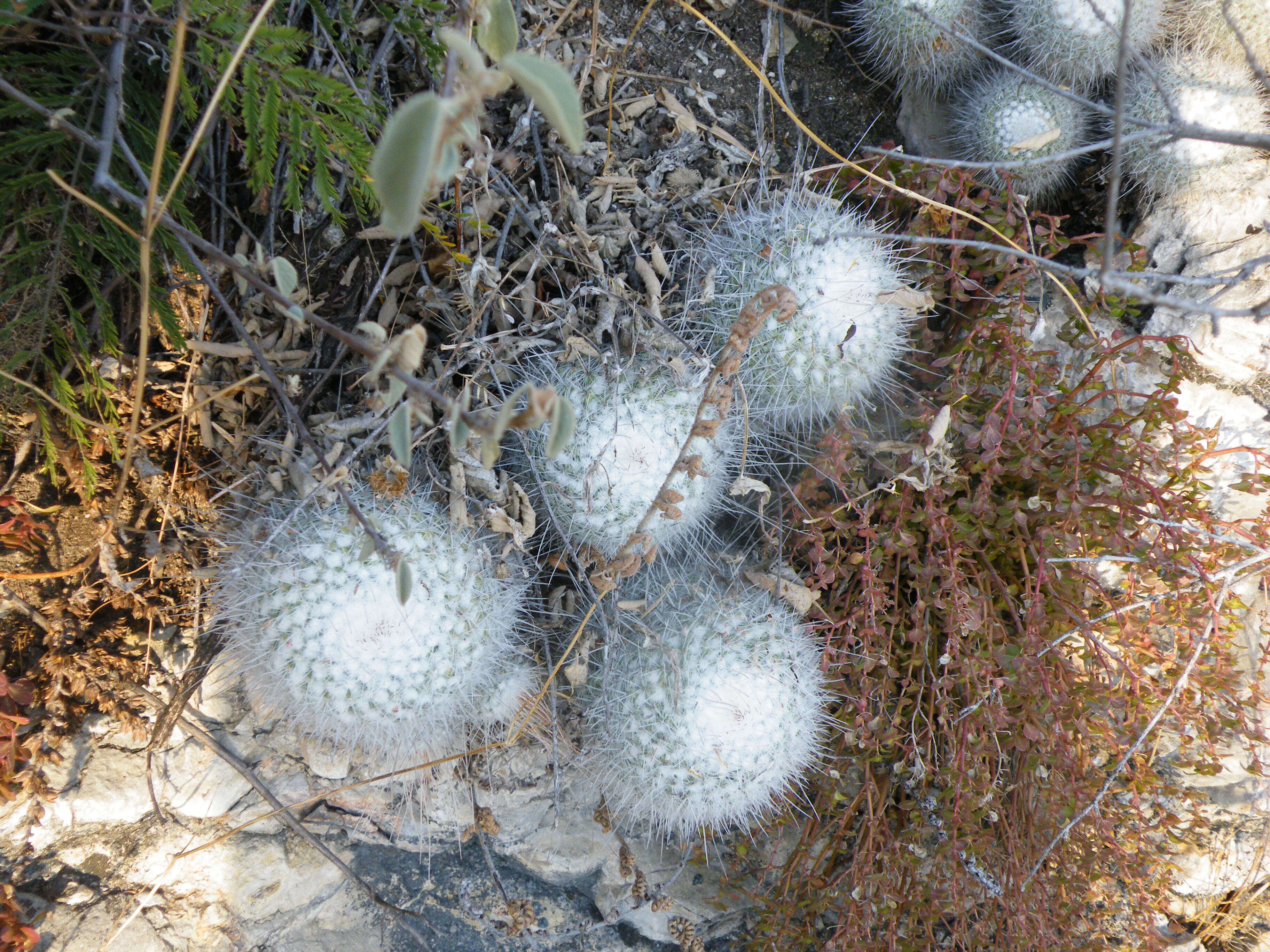 Image of Mammillaria geminispina Haw.