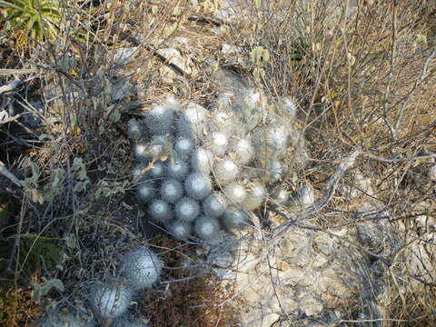 Image of Mammillaria geminispina Haw.