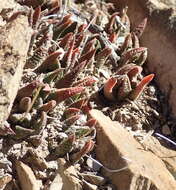 Image of Haworthiopsis scabra (Haw.) G. D. Rowley