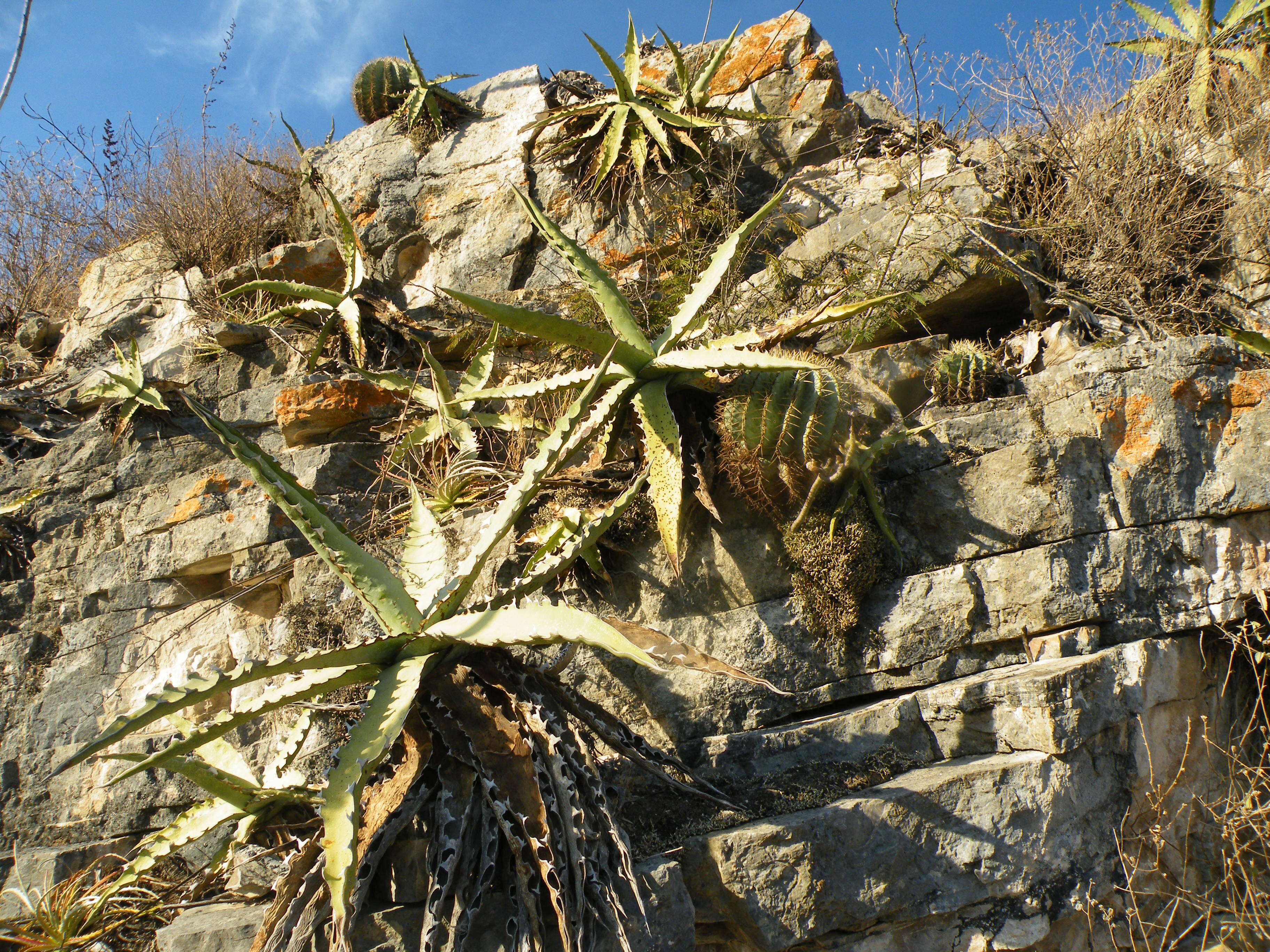 Слика од Agave xylonacantha Salm-Dyck