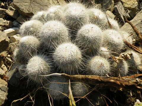 Image of Mammillaria geminispina Haw.