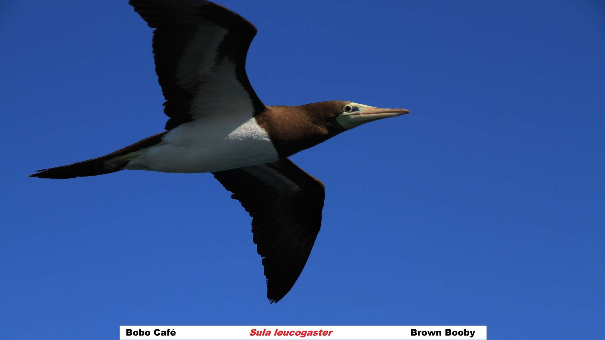 Image of Brown Booby