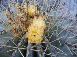 Ferocactus glaucescens (DC.) Britton & Rose resmi