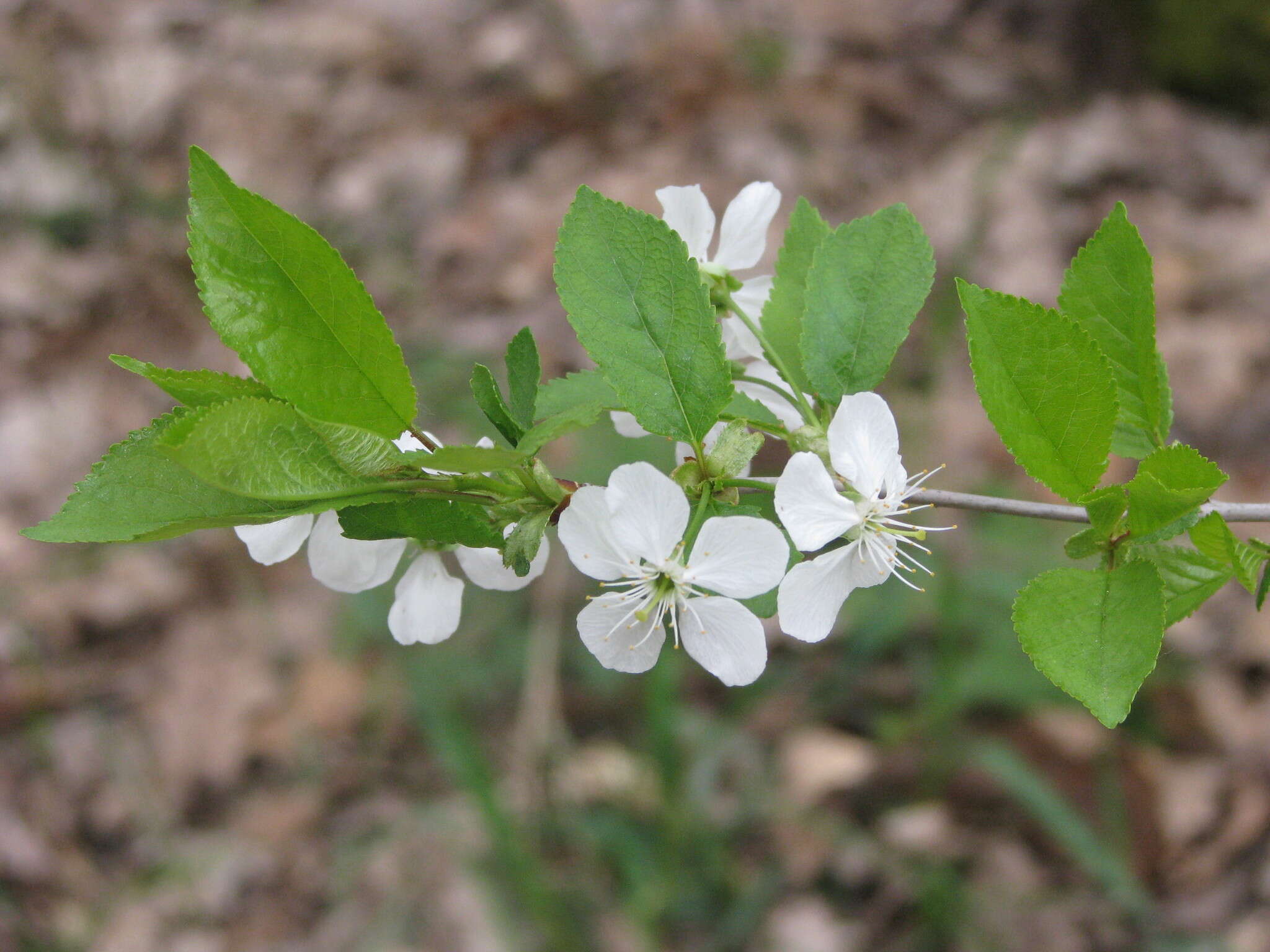 Imagem de Prunus fruticosa Pall.