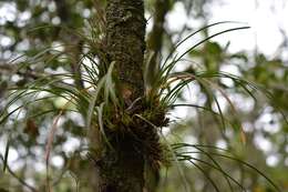 Image of Maxillaria meleagris Lindl.