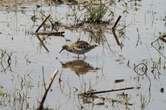 Image of Ruff