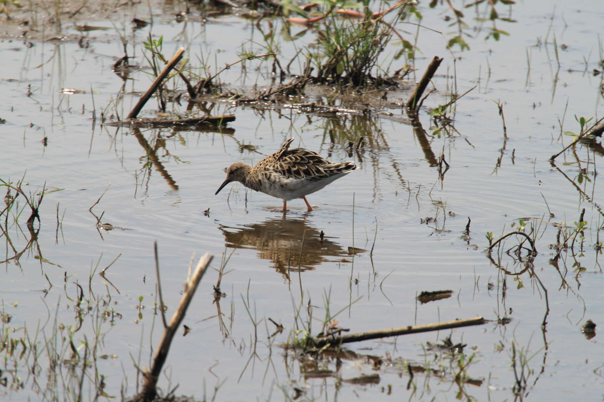 Image of Ruff