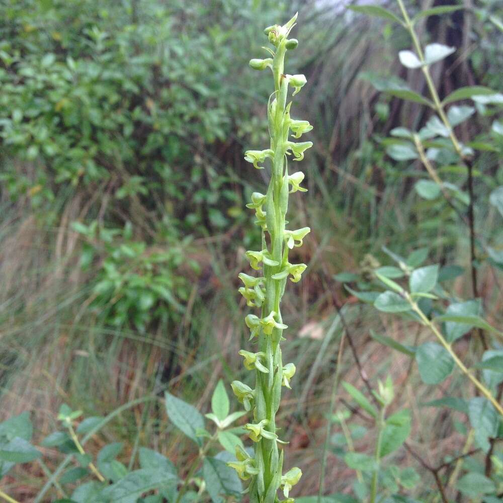 Image of Thurber's Bog Orchid