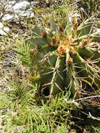 Ferocactus glaucescens (DC.) Britton & Rose resmi