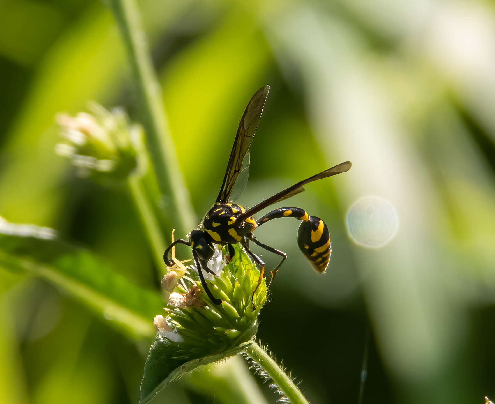 Phimenes flavopictus timorensis (Vecht 1959)的圖片