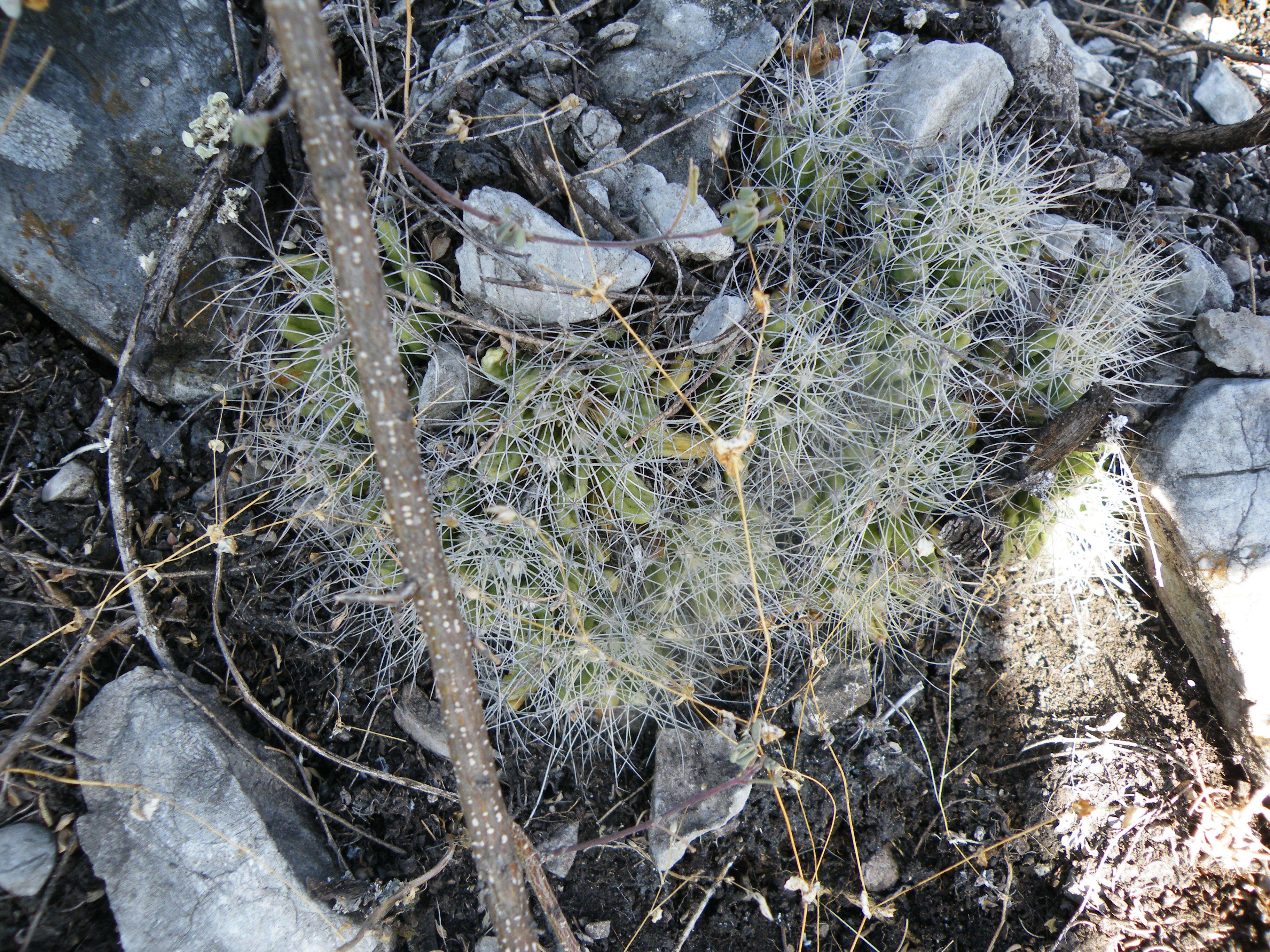 Image of Green-fruit Nipple Cactus