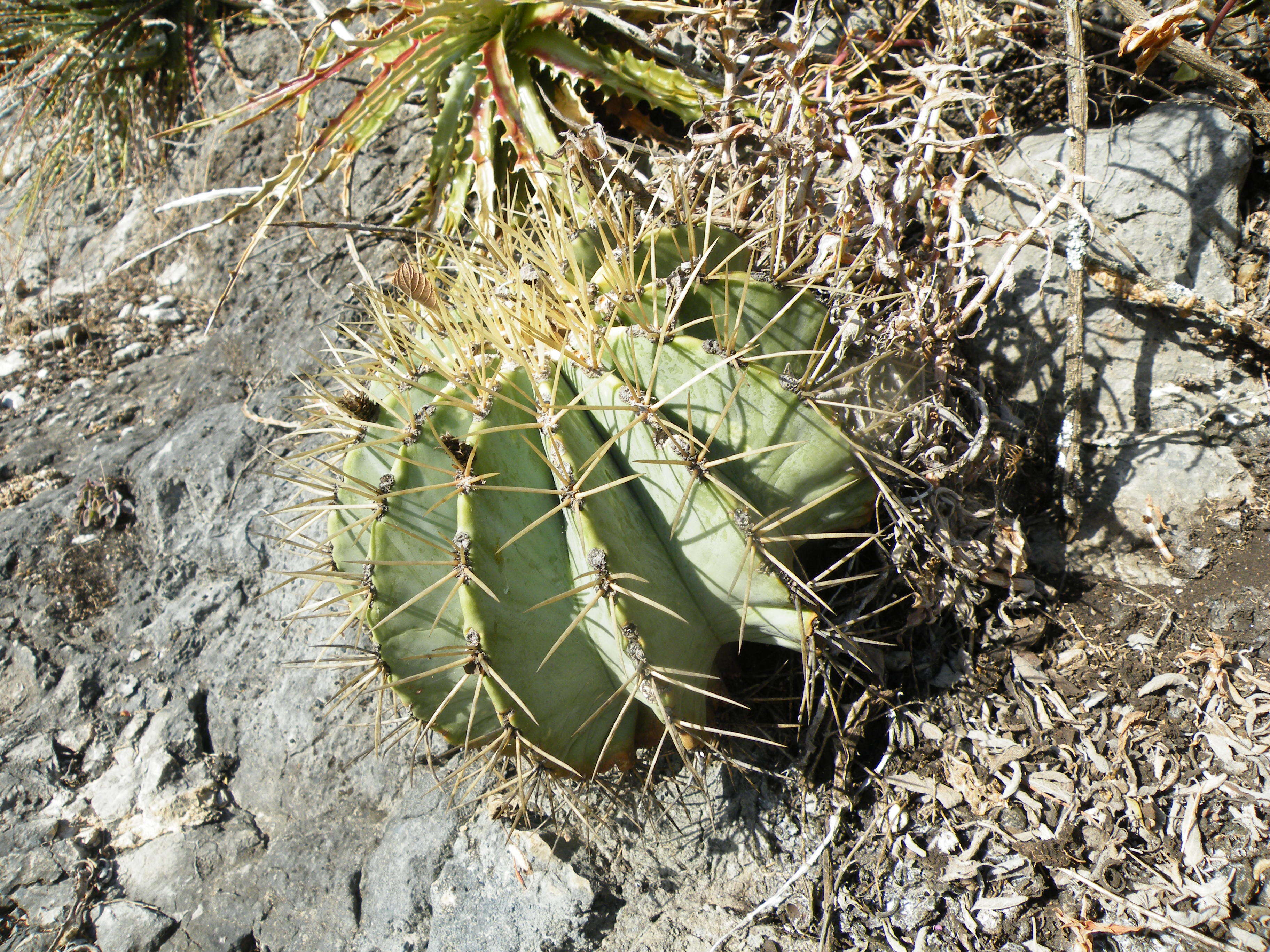 Ferocactus glaucescens (DC.) Britton & Rose resmi