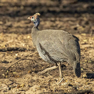 Image of Numida meleagris papillosus Reichenow 1894