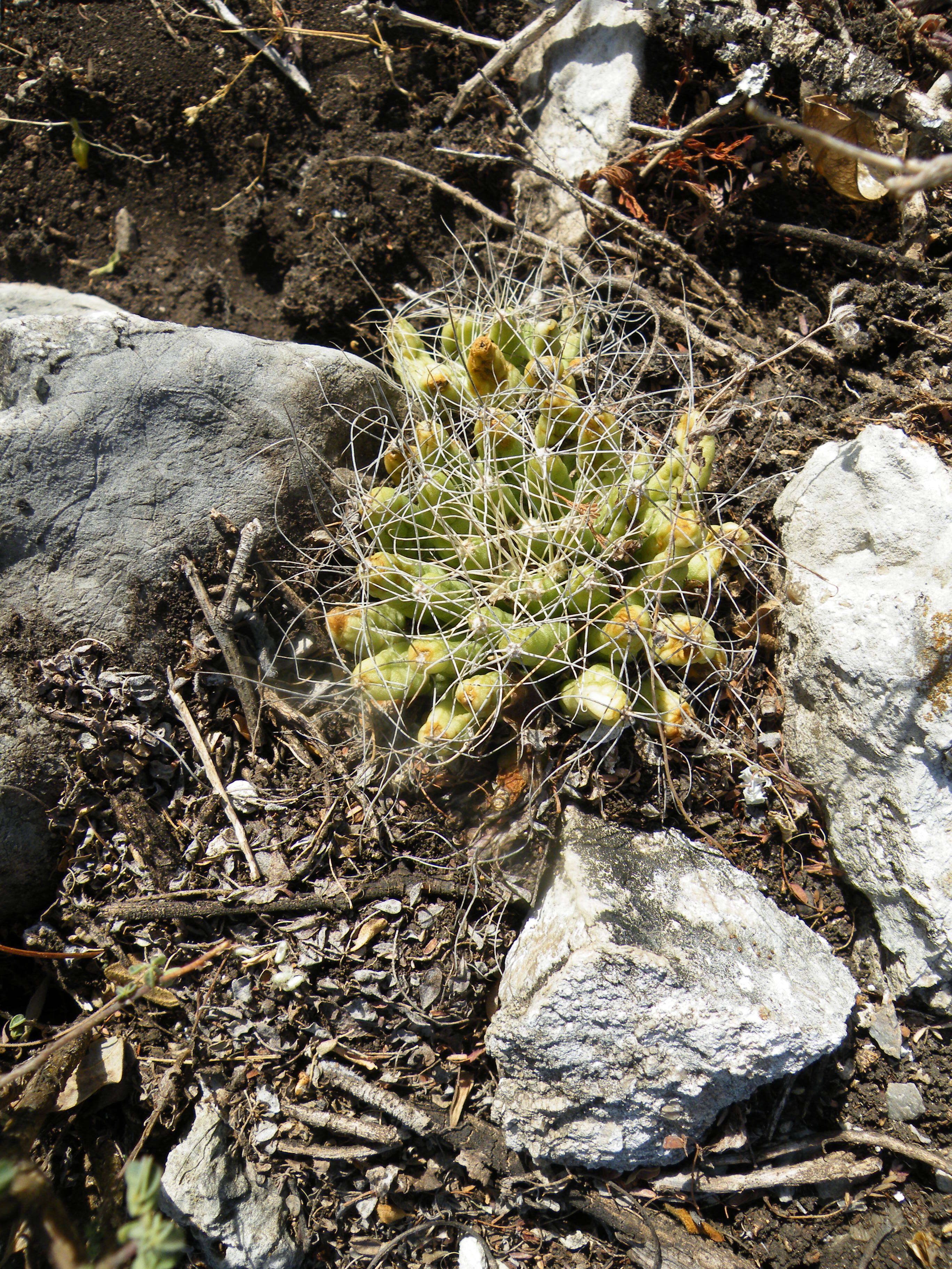 Image of Green-fruit Nipple Cactus