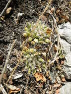 Image of Green-fruit Nipple Cactus