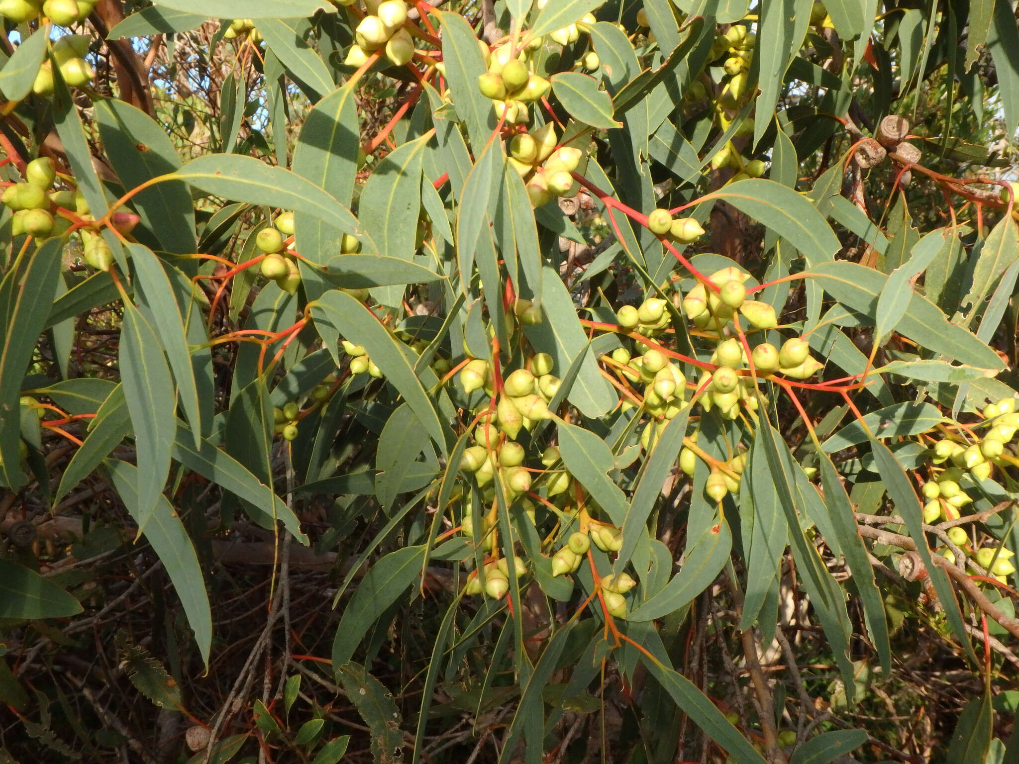 صورة Eucalyptus cosmophylla F. Müll.