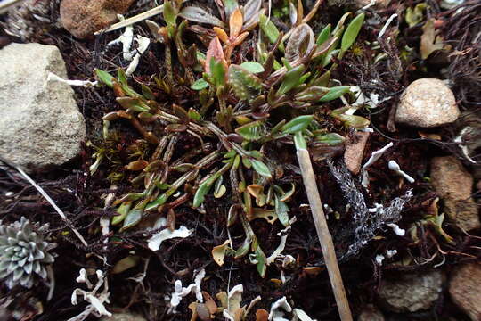 Image of Ranunculus gracilipes Hook. fil.