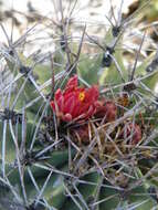 Image of Emory's barrel cactus