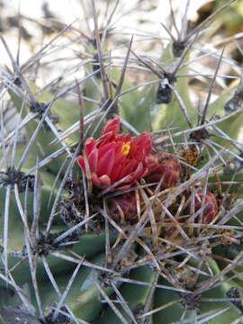 Image of Emory's barrel cactus
